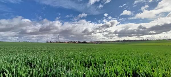 champ de marsannay le bois